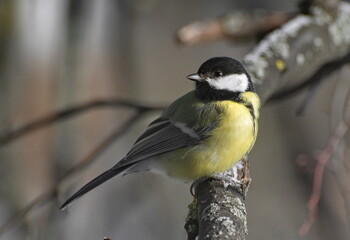 A great tit(Parus major) sits on a Linden branch on a Sunny February day. Moscow region. Russia.