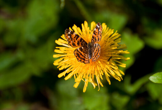 Fototapeta The mutable map butterfly (Araschnia levana ) on a flower of dandelion. Moscow region. Russia.