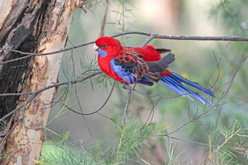 rosella bird