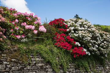 White, red and pink oleander in full bloom sitting on church wall in St. Neot, Cornwall UK