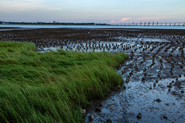 An intensive oyster farm by the sea.