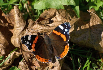 The Red Admiral butterfly (Vanessa atalanta) sits on dry leaves on a Sunny summer day. Moscow...