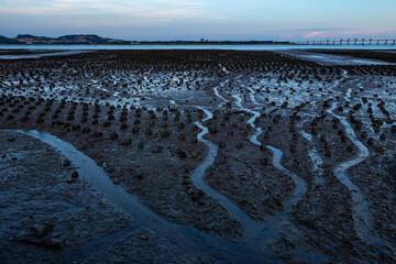 An intensive oyster farm by the sea.