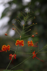 flower in the garden