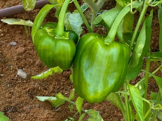 Green pepper growing in the garden. Sweet pepper on the bush. Green paprika on the bush. Unripe paprika.Annual herbaceous plant.