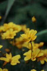 Yellow flower on green garden background