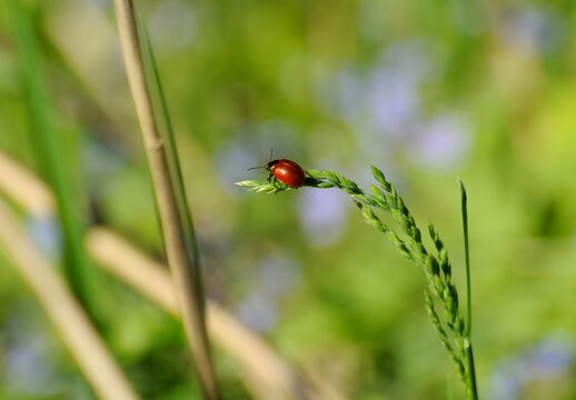 The red-winged aspen leaf beetle (Melasoma tremulae) sits on a blade of grass on a Sunny summer morning. Moscow region. Russia.