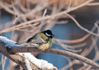 A big tit ( Parus major) with a seed in its beak sits on a frosted branch on a Sunny February morning. Khanty-Mansiysk. Western Siberia. Russia.