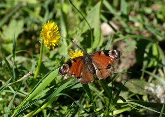 A battered Peacock Butterfly (Aglais io) on a dandelion on a Sunny summer morning. Moscow region. Russia.