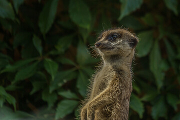 The meerkat (Suricata suricatta) stands with a pillar and turns its head in different directions. Can be used as a direction indicator. Its a small mongoose and the only member of the genus Suricata.