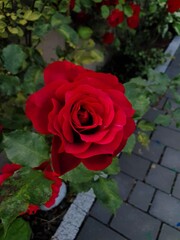 Róże, Roses  © Aneta