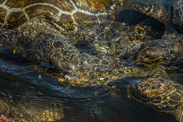 Green sea turtles (Chelonia mydas) fight over a piece of papaya. It also known as the green, black (sea) or Pacific green turtle, is a species of large sea turtle of the family Cheloniidae.