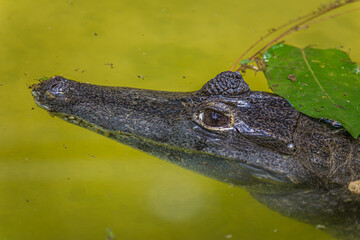 The American crocodile (Crocodylus acutus) is a species of crocodilian found in the Neotropics. It is the most widespread of the four extant species of crocodiles from the Americas.