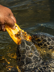 Man feeds a green sea turtle (Chelonia mydas) with a piece of papaya. It also known as the green,...