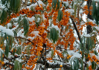The berries of the sea buckthorn (Hippophae rhamnoides) under the October snow. Ryazan region. Russia.