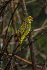 Naklejka premium Wet orange-winged amazon (Amazona amazonica) sits on branches in the jungle in the rain. It is a large amazon parrot, also known locally as orange-winged parrot and loro guaro.
