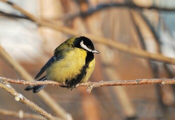 A great tit sits on a frosted branch on a Sunny February day. Khanty-Mansiysk. Western Siberia. Russia.