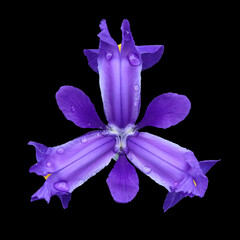 The opened flower of the iris bog plant.