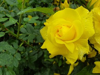 Róże, Roses  © Aneta