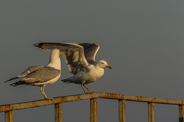 The Caspian gull (Larus cachinnans) is a large gull and a member of the herring and lesser black-backed gull complex. The Caspian gull breeds around the Black and Caspian Seas.