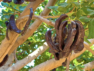 Ceratonia siliqua, commonly known as the carob tree or carob bush . Small evergreen Arabian tree which bears long brownish-purple edible pods. Carob bean, used as  substitute for chocolate