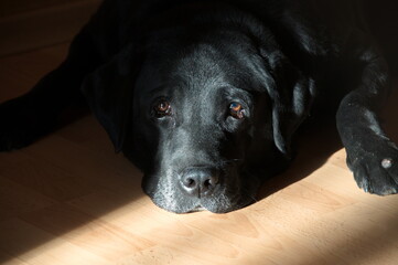 A large black Labrador Retriever enjoys the rays of the autumn sun