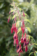 sun shining on red fuschias