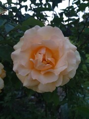 Róże, Roses  © Aneta