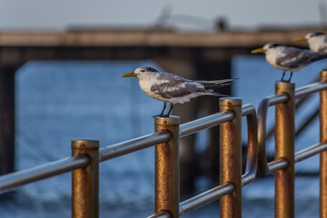 The greater crested tern (Thalasseus bergii), also called crested or swift, is a tern in the family Laridae that nests in colonies on coastlines and islands in the tropical and subtropical Old World.