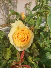 Róże, Roses  © Aneta