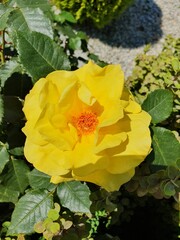 Róże, Roses  © Aneta