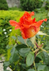 Róże, Roses 
