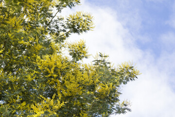 Beautiful sprint yellow mimosa(Acacia dealbata) tree. Concept of holidays and mimosa flower decoration. 