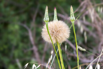 arge puff seed head - Western Salsify (Tragopogon dubius) on a meadow