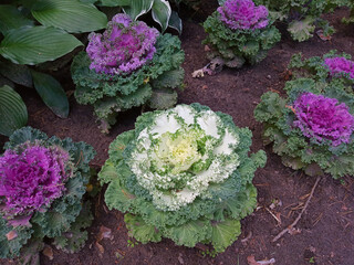 Ornamental Cabbage in the Garden