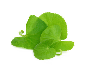 Centella asiatica, Asiatic Pennywort on white background