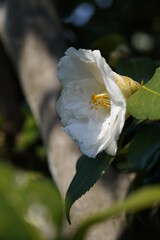 Fototapeta na wymiar White Flower of Camellia in Full Bloom 