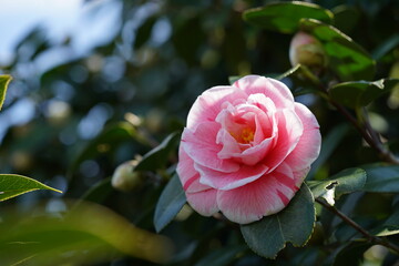 Variegated, Pink and White Flower of Camellia in Full Bloom
