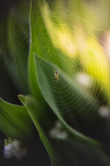 Spider on a web among lilies of the valley in the sunlight. Gardening season. Beautiful green background of plant leaves. Nature concept. Abstract wallpaper.