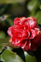 Variegated, Pink and White Flower of Camellia in Full Bloom
