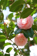 Faint Pink Flower of Camellia in Full Bloom
