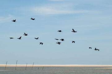 Biguás flying over Lagoa do Peixe in Tavares