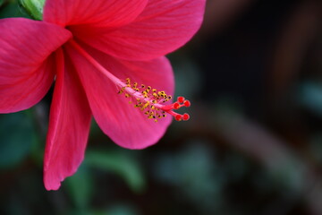 close up of a pink flower, Pink  hibiscus flower