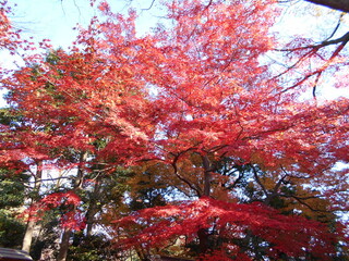 紅葉の日本庭園
