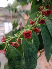 beautiful red katuk tree flowers