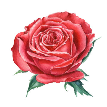 Red rose on isolated white background, watercolor clipart, hand drawing, botanical illustration