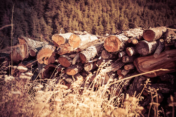 Stacked timber logs with background of mountains and forest. Taken in South Africa's border region to Swaziland.