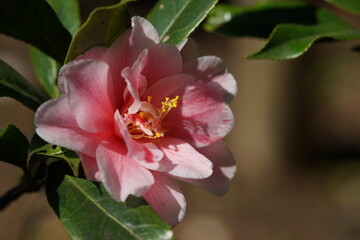 Faint Pink Flower of Camellia in Full Bloom
