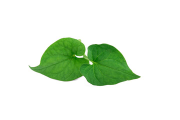 Fototapeta na wymiar Plu Kaow leaf (Houttuynia cordata Thunb.) isolated on white background
