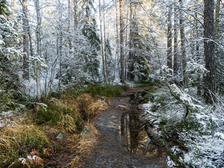 Winter turning into spring in Tyresta national park, Sweden